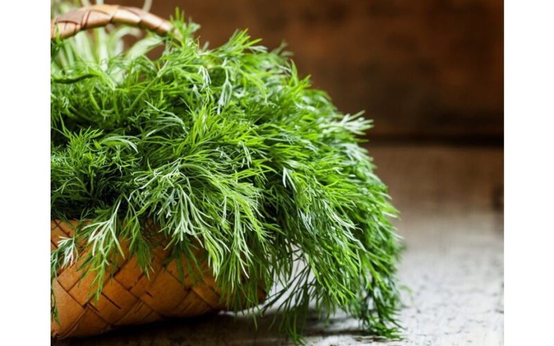 sėjant krapų sėklas vadovas