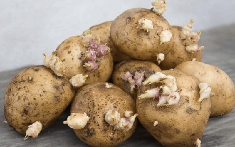 bulvės ataugo obuoliai sustojo