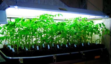 pjaustytos pomidorų atžalos džiunglės