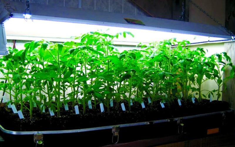 pjaustytos pomidorų atžalos džiunglės