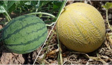 moliūgai klesti laikantis atidaus laiko parinkimo