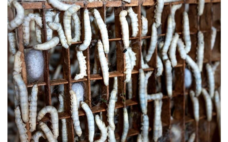 pašalinkarūšis iš sklypo