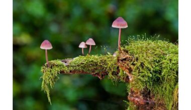 pašalinti kerpes ir samaną