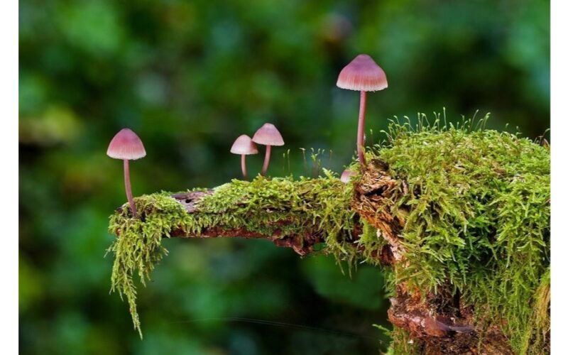 pašalinti kerpes ir samaną