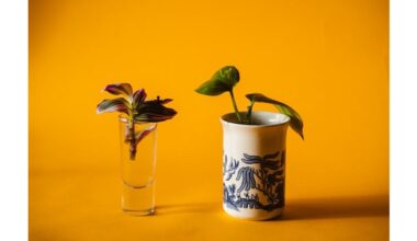 secret rooting spice boosts cuttings