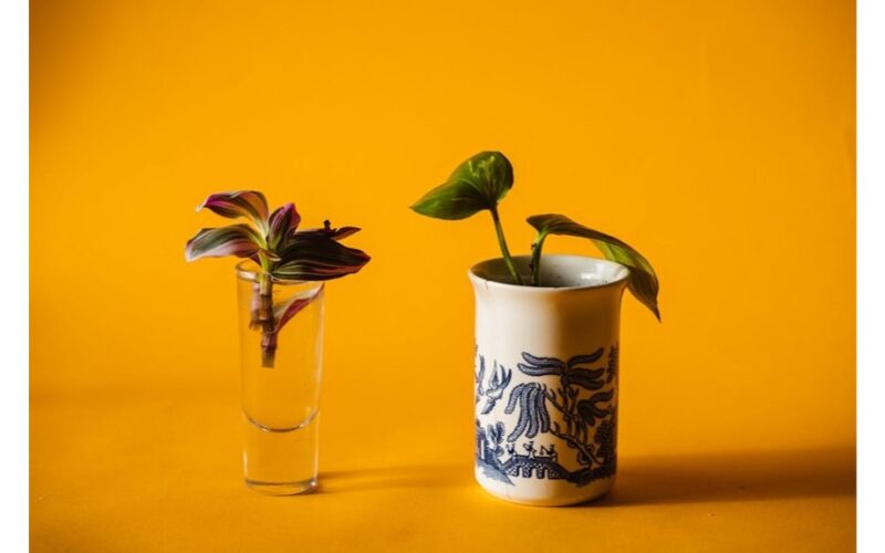 secret rooting spice boosts cuttings