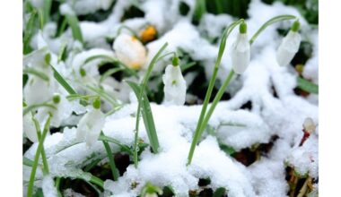 paprasta veiksminga žiemos sodo priežiūra