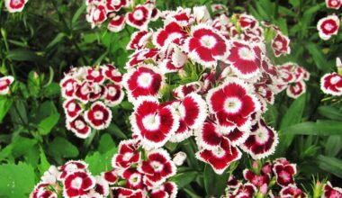 šešios grožybės žydinčios vasarį