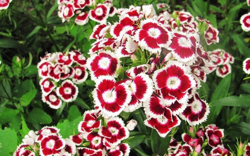 šešios grožybės žydinčios vasarį