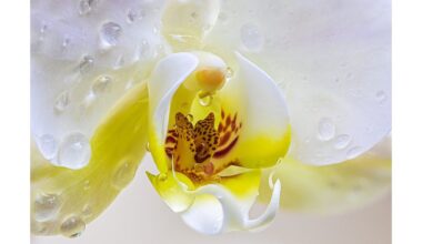 šeši priežastys, kodėl orchidėjos nežydi