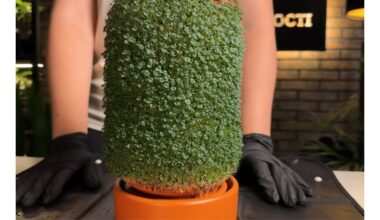 mažas palangės be dirvos mikroūkis