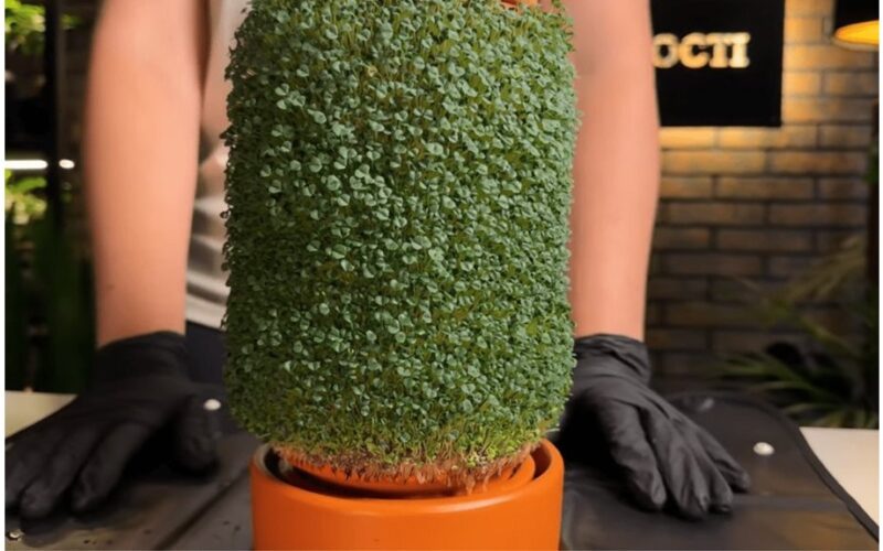 mažas palangės be dirvos mikroūkis