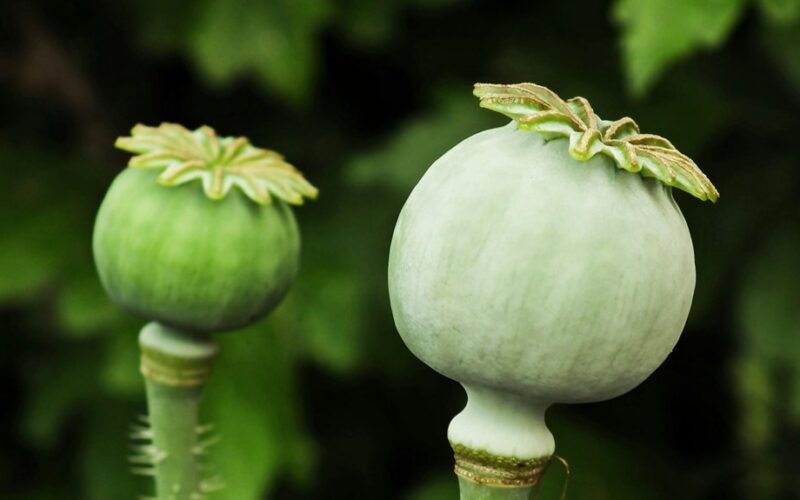 sowing seeds during winter