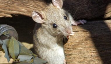 žvirbliai vengia mano namo