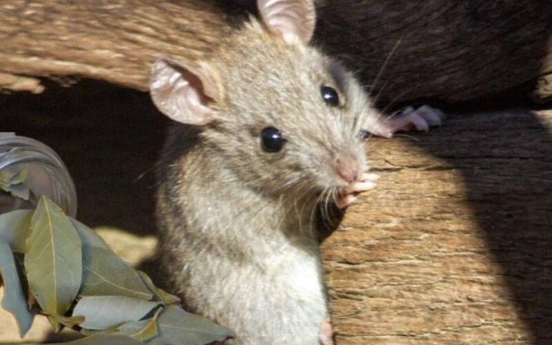 žvirbliai vengia mano namo