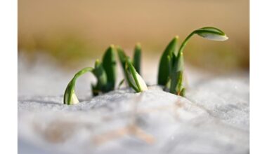 pabarstyti du trąšas ant sniego