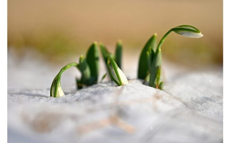 pabarstyti du trąšas ant sniego