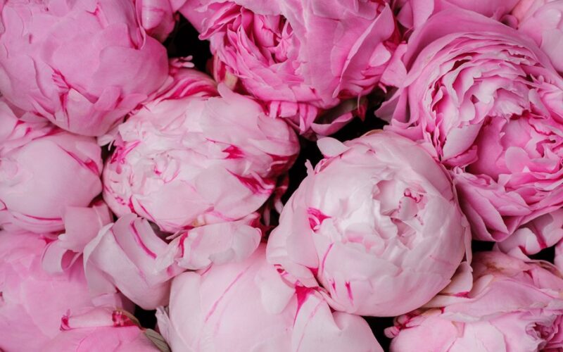 barstymas trąšomis po krūmais