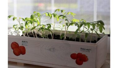 parduotuvėje pirktas prieš namų sąlygomis paruoštas dirvožemis