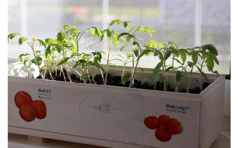 parduotuvėje pirktas prieš namų sąlygomis paruoštas dirvožemis