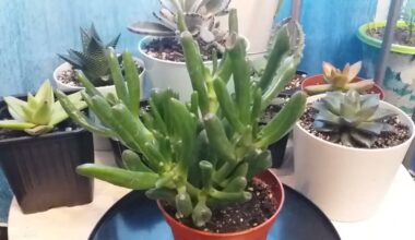 sukulentų lapai gelsta