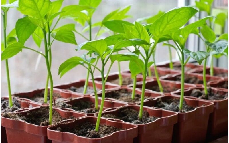 Saldiųjų pipirų daigeliai netrukus pasirodo