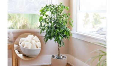 maniau, kad tai neveiks