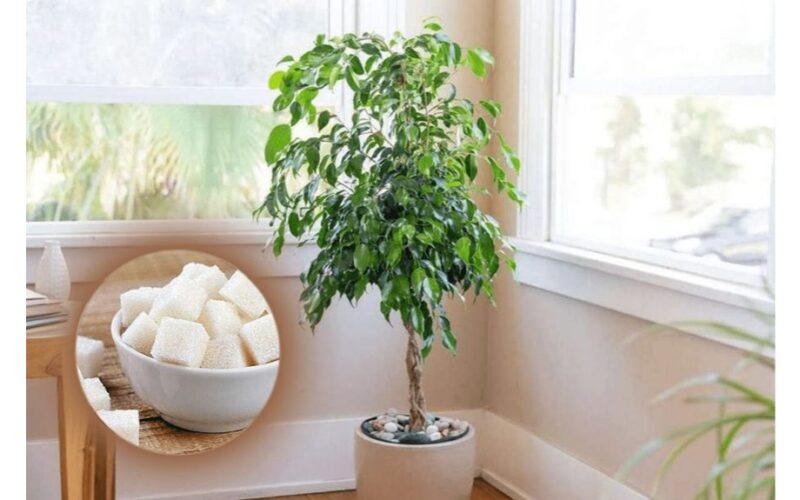 maniau, kad tai neveiks