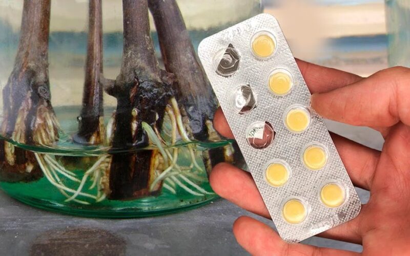 trys atžalojimai visi įsišakniję