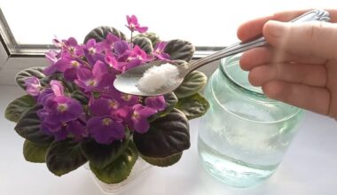 trijų ingredientų žieminis violetinis stiprinimas