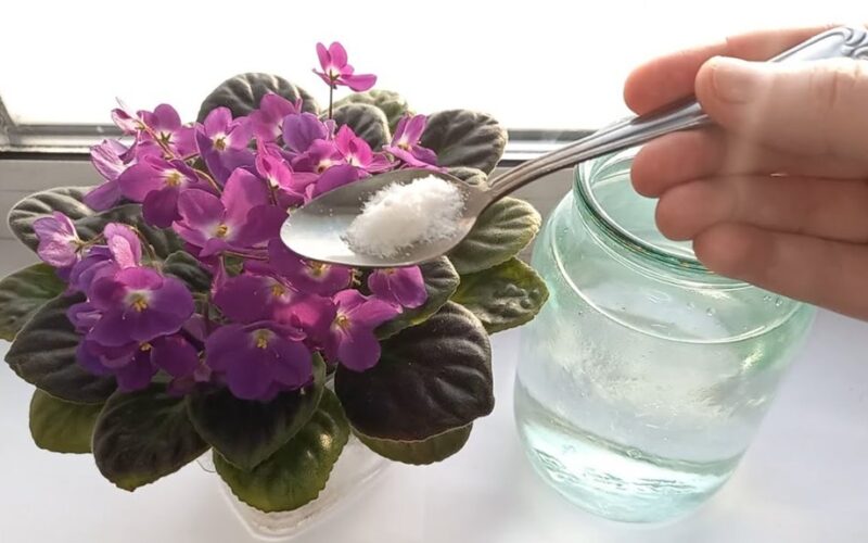 trijų ingredientų žieminis violetinis stiprinimas