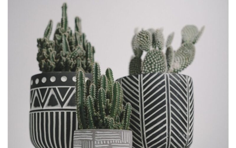 trys sultingųjų priežiūros paslaptys