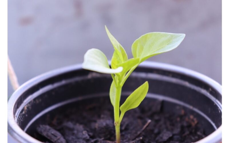 trys būdai, kaip išgelbėti daigus