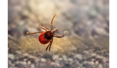 erkės vengia mano basų kojų