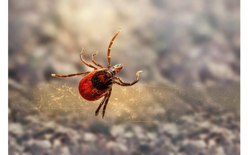 erkės vengia mano basų kojų