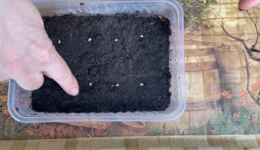 pomidoras ne persodinimas šepetys sėjimas