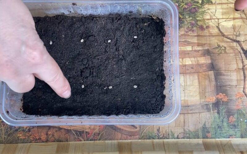 pomidoras ne persodinimas šepetys sėjimas