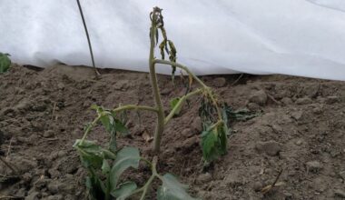 pomidorų daigų gelbėjimas po šalnų žalos