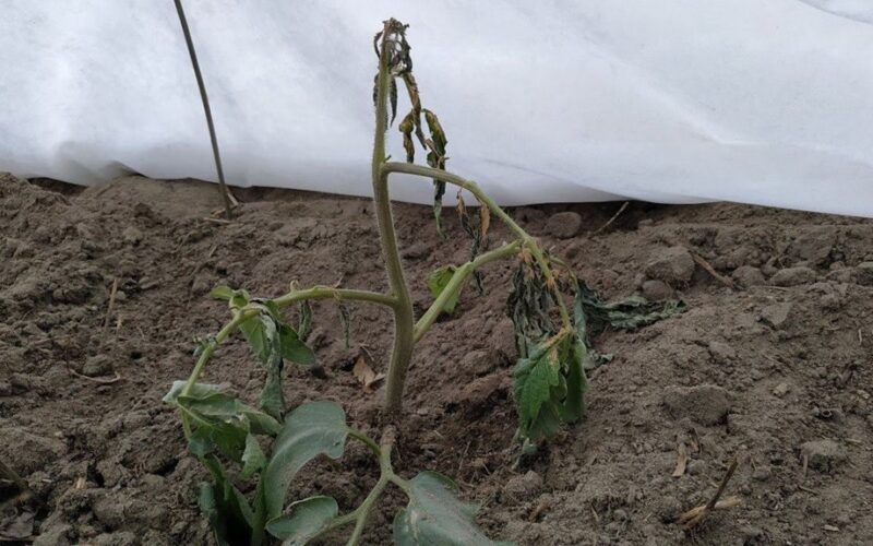 pomidorų daigų gelbėjimas po šalnų žalos