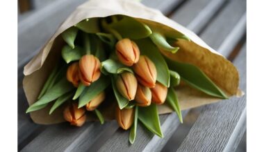 dvi svogūnėlės vazone