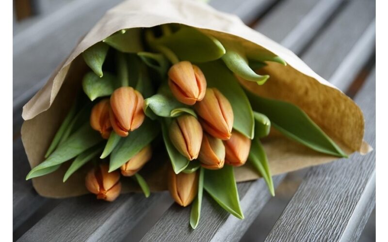 dvi svogūnėlės vazone