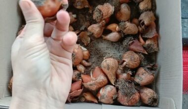 du patikimi peržiemojimo metodai