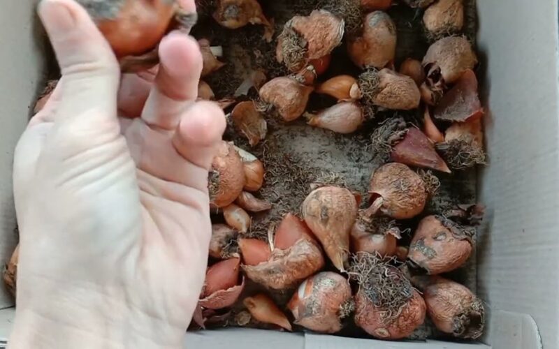 du patikimi peržiemojimo metodai