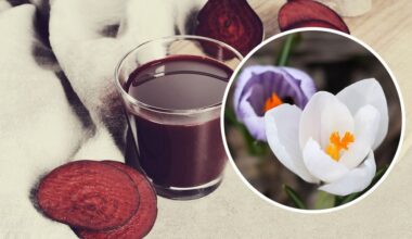 laistymas kambarinių augalų su užpildu