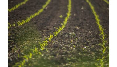 žolėms laisvas lovos apsauginis sluoksnis