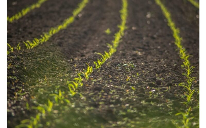 žolėms laisvas lovos apsauginis sluoksnis