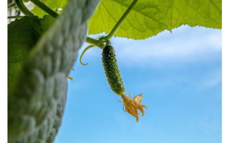 baltas auksinis agurkų trąšos