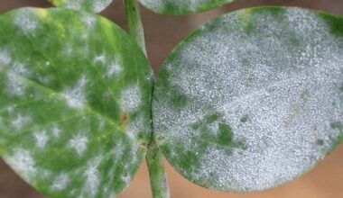 balti miltelių pavidalo viduje augalų pelėsiai