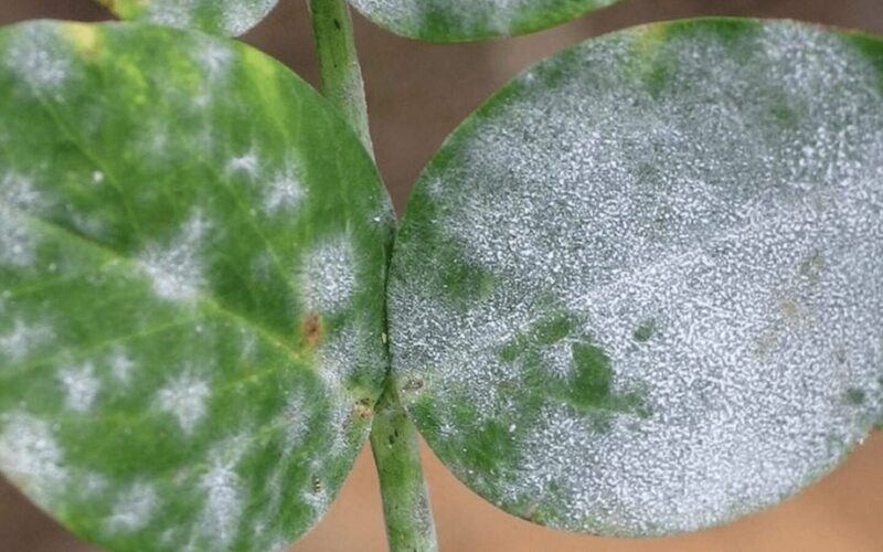 balti miltelių pavidalo viduje augalų pelėsiai