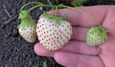 baltosios braškės netikėtai saldesnės